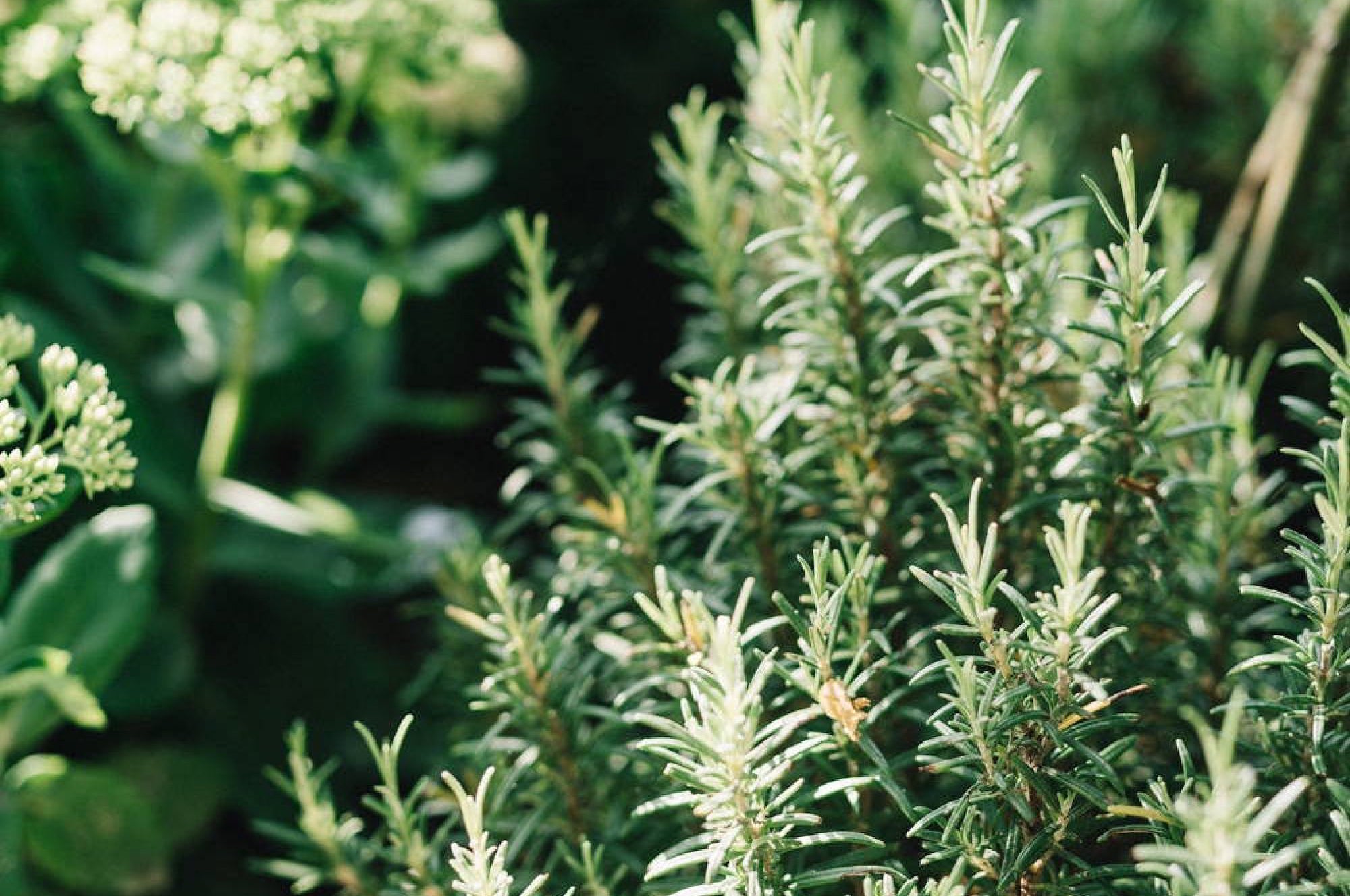 Rosemary essential oil benefits for hair